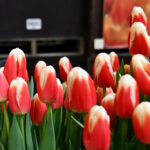 Тюльпан Roman Empire