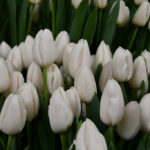 Тюльпан Snowboard