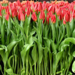 Тюльпан Strong Fire — изображение 2