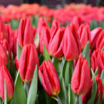 Тюльпан Strong Fire