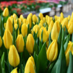 Тюльпан Strong Gold