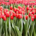 Тюльпан Verandi — изображение 2