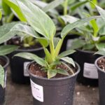 Филодендрон Империал Грин d12