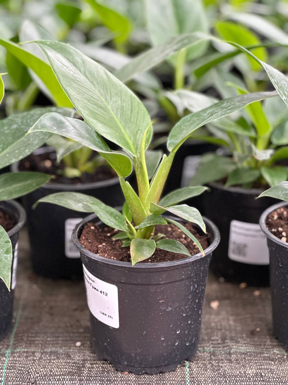 Филодендрон Империал Грин Филодендрон Империал Грин d12 — изображение 1