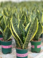 Сансевиерия d12 — изображение 3