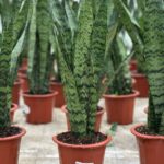 Сансевиерия d22 (5л)