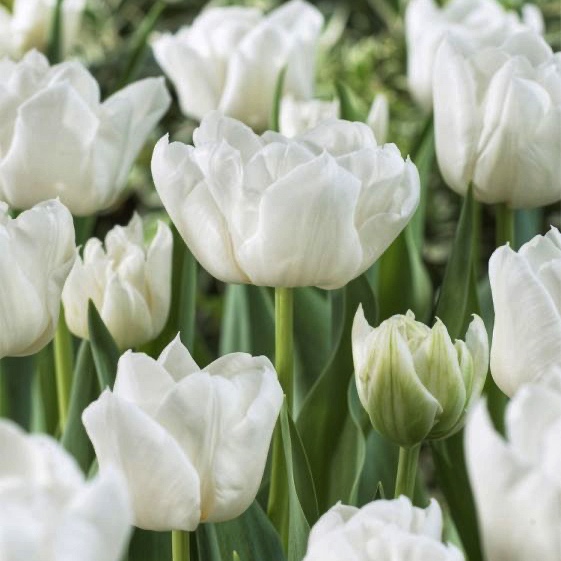 Тюльпан Mondial Тюльпан Mondial — изображение 1