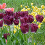 Тюльпан Purple Crystal — изображение 3