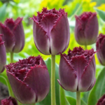 Тюльпан Purple Crystal