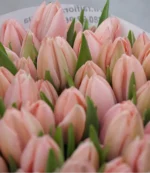 Тюльпан Thijs Boots — изображение 2