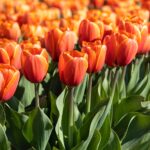 Тюльпан Triple A — изображение 3