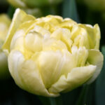 Тюльпан Avantgarde