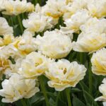 Тюльпан Avantgarde — изображение 4