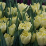 Тюльпан Avantgarde — изображение 3