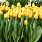 Тюльпан Bartzella