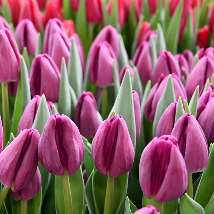 Tulipa-Bullit-(3) Тюльпан Bullit — изображение 1