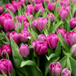 Тюльпан Castella