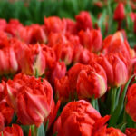 Тюльпан Coral Sunset