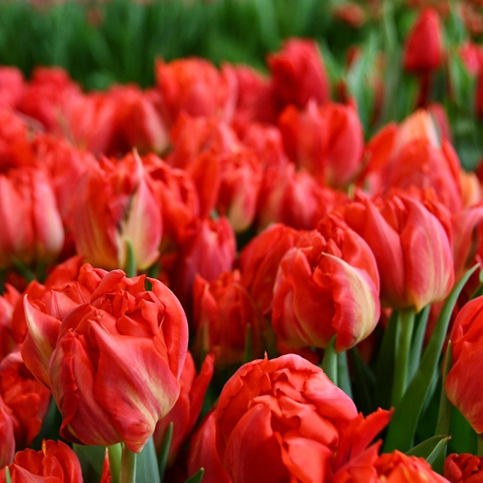 Tulipa-Coral-Sunset Тюльпан Coral Sunset — изображение 1