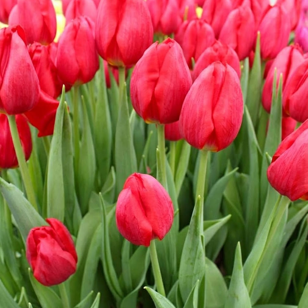 Tulipa-Corendon Тюльпан Corendon — изображение 1