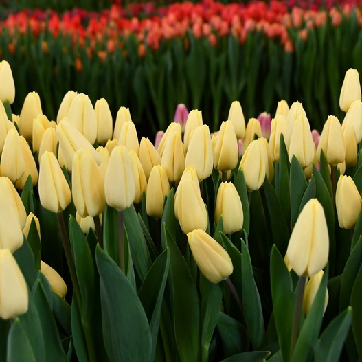 Tulipa-Creme-Fraiche-(2) Тюльпан Creme Fraiche — изображение 1