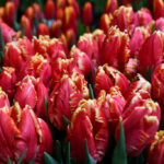 Тюльпан DeeJay Parrot