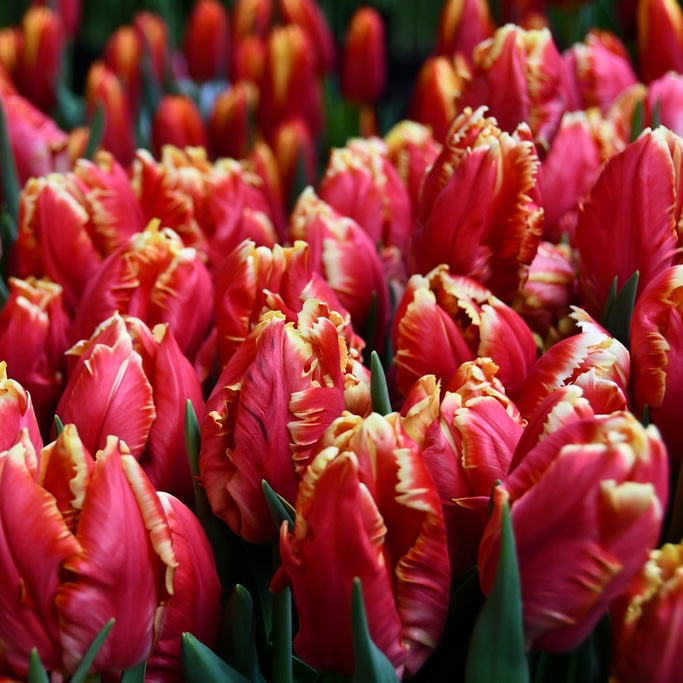 Tulipa-Dee-Jay-Parrot-(3) Тюльпан DeeJay Parrot — изображение 1