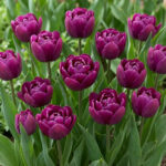 Тюльпан Drumstick