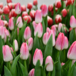 Тюльпан Dynasty