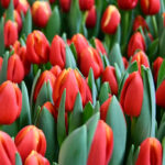 Тюльпан Esta Bonita