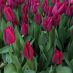 Тюльпан High Five