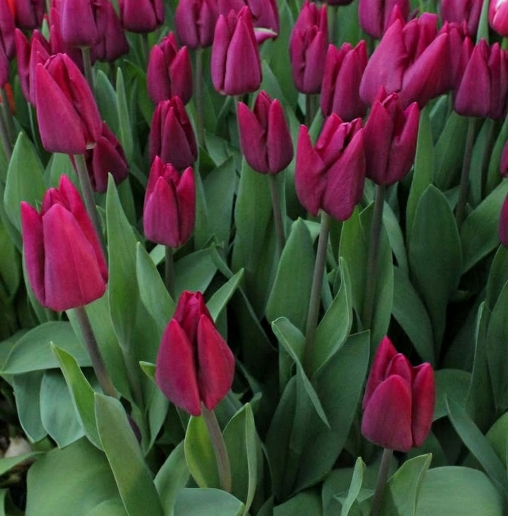 Tulipa-High-Five Тюльпан High Five — изображение 1