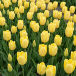 Тюльпан Limelight