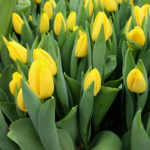 Тюльпан Saami