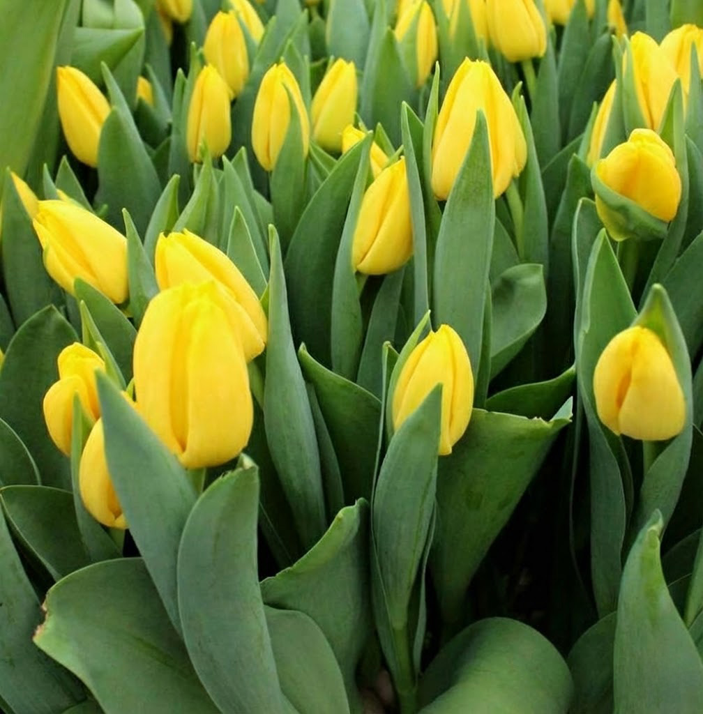 Tulipa-Saami Тюльпан Saami — изображение 1