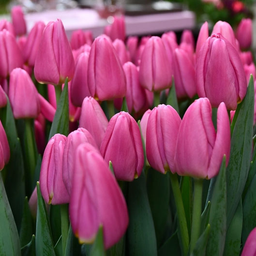 Tulipa-Second-Love-(2) Тюльпан Second Love — изображение 1