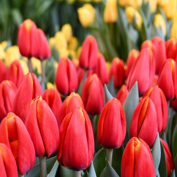 Tulipa-Striker-(2) Тюльпан Striker — изображение 1