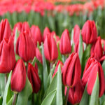 Тюльпан Strong Love