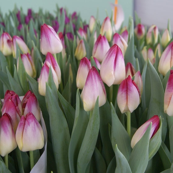 Tulipa-Supri-Erotic-(3) Тюльпан Supri Erotic — изображение 1