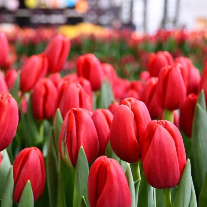 Tulipa-Surrender-(3) Тюльпан Surrender — изображение 1