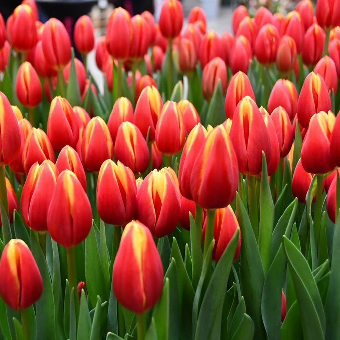 Tulipa-Tarzan-(2) Тюльпан Tarzan — изображение 1