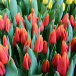 Тюльпан Titan