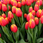 Тюльпан Traiblazer