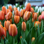 Тюльпан Triple A — изображение 2