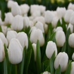 Тюльпан White Palace