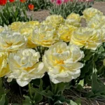 Тюльпан Avantgarde — изображение 2