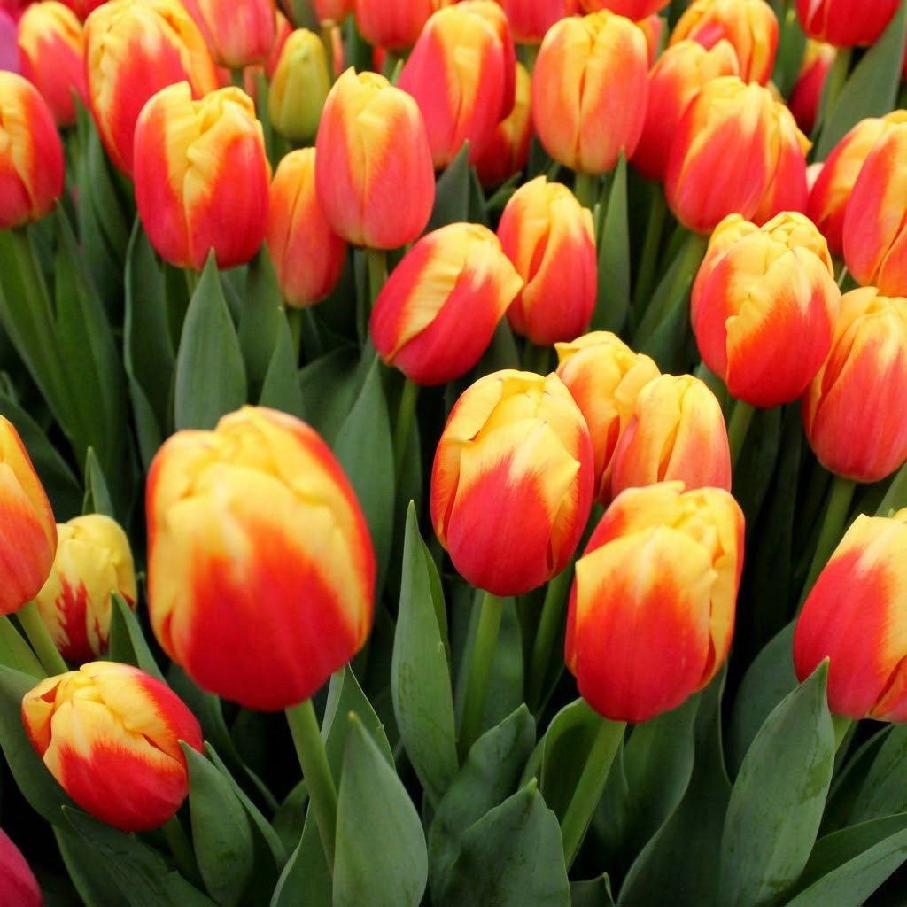 tulp_roman_power Тюльпан Roman Power — изображение 1