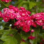 Боярышник Пауль Скарлет ОКС (п)