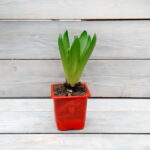 Гиацинт (1шт) d9