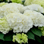 Гортензия крупнолистная Брайт Уайт (Вайт) "Bright White" d11